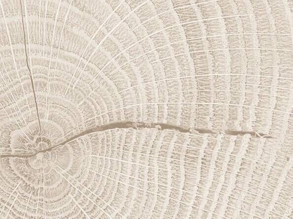 ABS-Kanten K5410 Eiche Endgrain delight