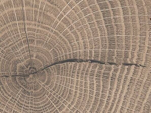 Arbeitsplatte-Kantenstreifen K5412 Eiche Endgrain raw, AW authentic wood