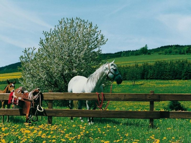Gartenzaun Bohlenzaunbrett Kiefer , kesseldruckimprägniert braun