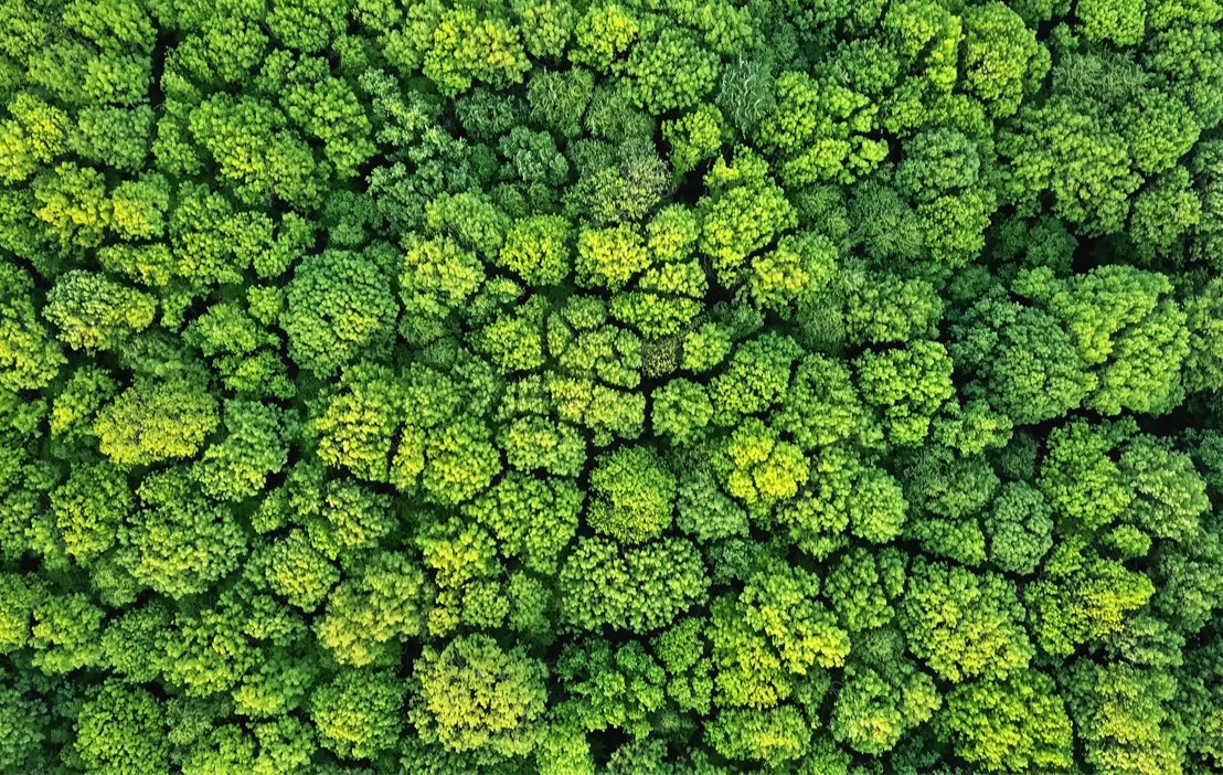 Grüner Wald aus Vogelperspektive